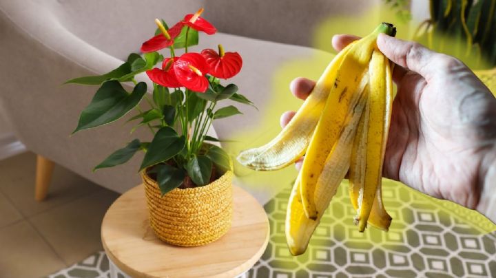Haz que tus Anturios estallen de flores con este abono casero a base de cáscara de banano