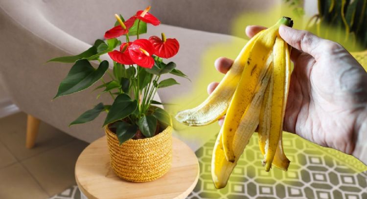 Haz que tus Anturios estallen de flores con este abono casero a base de cáscara de banano