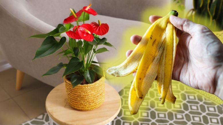 Haz que tus Anturios estallen de flores con este abono casero a base de cáscara de banano