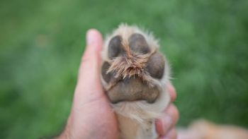 Di adiós a las almohadillas de las patas quemadas: cómo cuidar a tu perro con este truco casero, según veterinaria