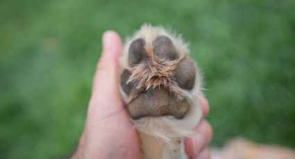 Di adiós a las almohadillas de las patas quemadas: cómo cuidar a tu perro con este truco casero, según veterinaria