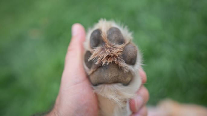 Di adiós a las almohadillas de las patas quemadas: cómo cuidar a tu perro con este truco casero, según veterinaria