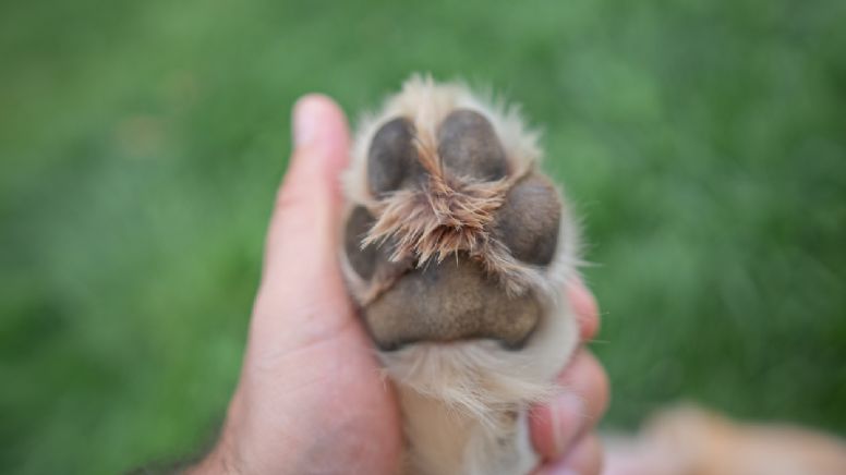 Di adiós a las almohadillas de las patas quemadas: cómo cuidar a tu perro con este truco casero, según veterinaria