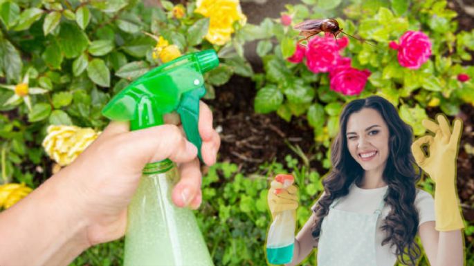 Adiós insectos y cucarachas: conoce este potente repelente natural para mantener tu hogar libre de plagas