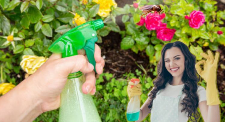Adiós insectos y cucarachas: conoce este potente repelente natural para mantener tu hogar libre de plagas