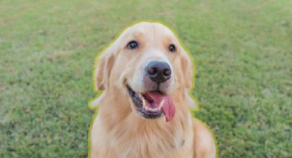 Mantén la calma antes de conocer la mejor forma de hacer feliz a un perro