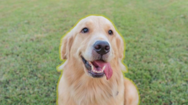 Mantén la calma antes de conocer la mejor forma de hacer feliz a un perro