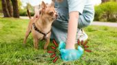 Foto ilustrativa de la nota titulada Se confirmó cuánto cuesta la multa por no recoger las heces de su perro en Colombia