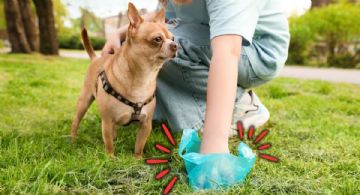 Se confirmó cuánto cuesta la multa por no recoger las heces de su perro en Colombia
