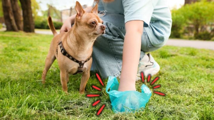 Se confirmó cuánto cuesta la multa por no recoger las heces de su perro en Colombia