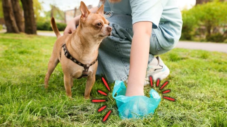 Se confirmó cuánto cuesta la multa por no recoger las heces de su perro en Colombia