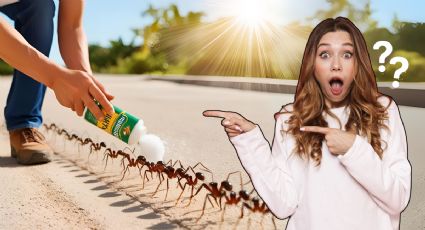 Cómo utilizar la sal para eliminar las hormigas sin usar insecticida y en pocos minutos
