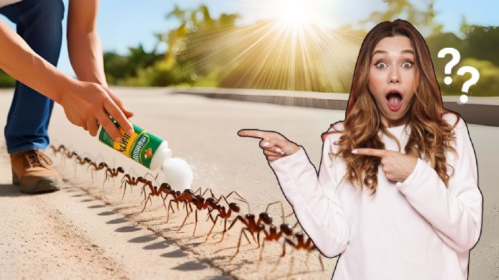Cómo utilizar la sal para eliminar las hormigas sin usar insecticida y en pocos minutos