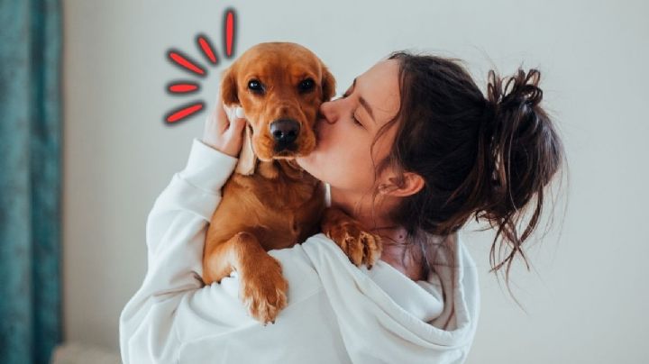 Se confirmó la noticia que cambiará la vida de millones de animales domésticos en Colombia