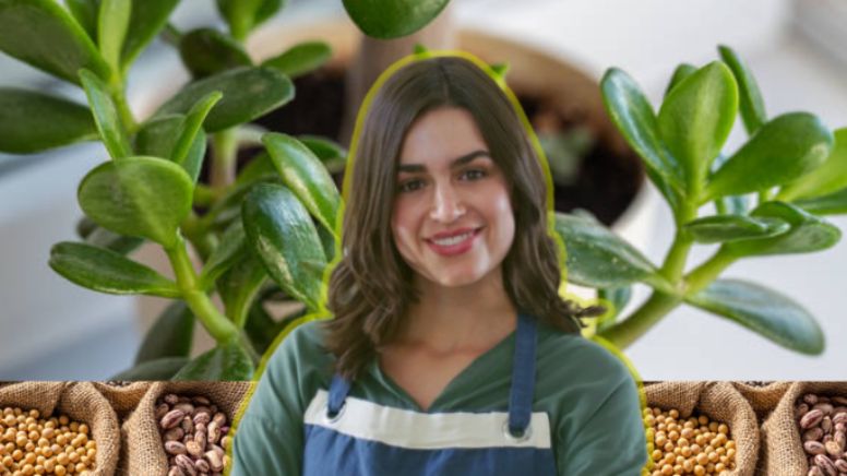 Toma asiento y conoce la legumbre que hará crecer tu árbol de jade fuerte y sano