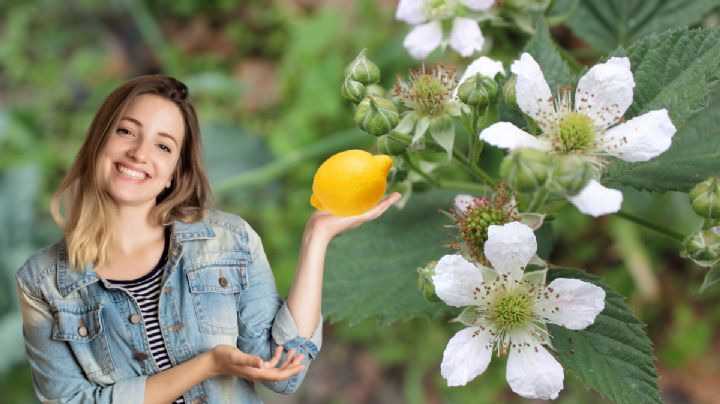 Cómo hacer florecer limoneros; según jardineros expertos