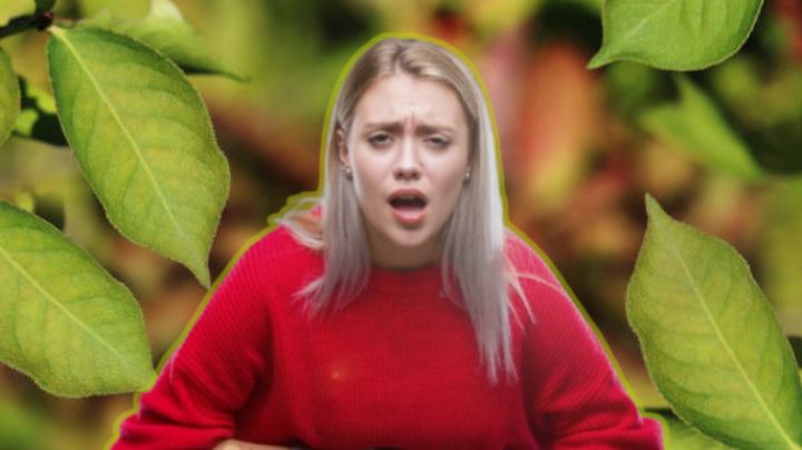 Esta es la planta que te ayuda a controlar la respiración, cuidar el intestino y limpiarlo todo