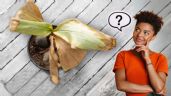 Foto ilustrativa de la nota titulada Qué quiere decir que las hojas de mis plantas se pongan marrones, según viveristas expertos