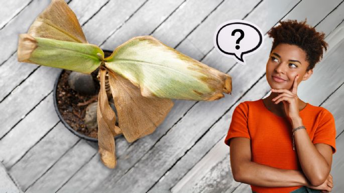 Qué quiere decir que las hojas de mis plantas se pongan marrones, según viveristas expertos