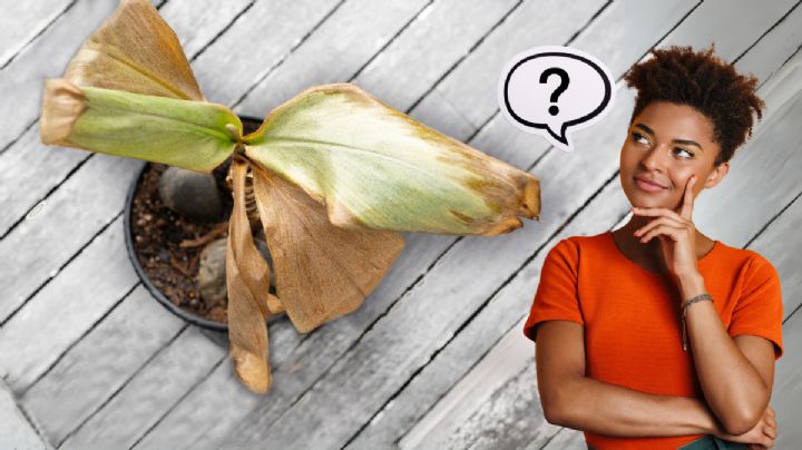 Qué quiere decir que las hojas de mis plantas se pongan marrones, según viveristas expertos