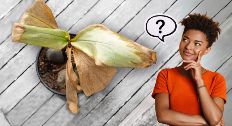 Qué quiere decir que las hojas de mis plantas se pongan marrones, según viveristas expertos