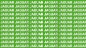 Foto ilustrativa de la nota titulada Sólo una vista de halcón puede encontrar la palabra 'Jungla' en menos de 10 segundos