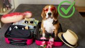 Foto ilustrativa de la nota titulada Se confirmó el proyecto de ley que te permitiría viajar en avión con tus mascotas