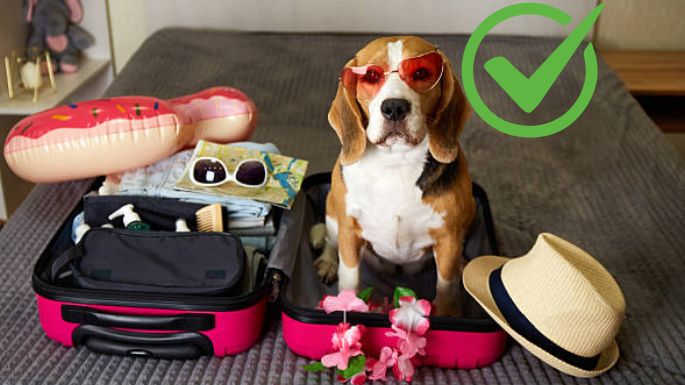 Se confirmó el proyecto de ley que te permitiría viajar en avión con tus mascotas
