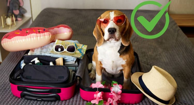 Se confirmó el proyecto de ley que te permitiría viajar en avión con tus mascotas