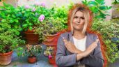 Foto ilustrativa de la nota titulada Las macetas en el piso no va más: este es el nuevo sistema para ordenar tu jardín que es la última tendencia