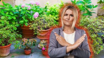 Las macetas en el piso no va más: este es el nuevo sistema para ordenar tu jardín que es la última tendencia