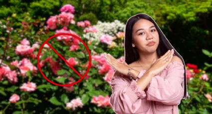 Las rosas no van más: esta es la planta ideal para retener el amor y atraer la buena suerte