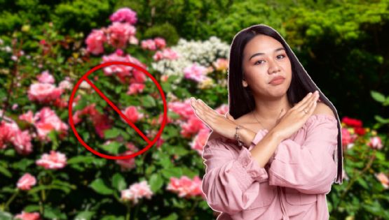 Las rosas no van más: esta es la planta ideal para retener el amor y atraer la buena suerte