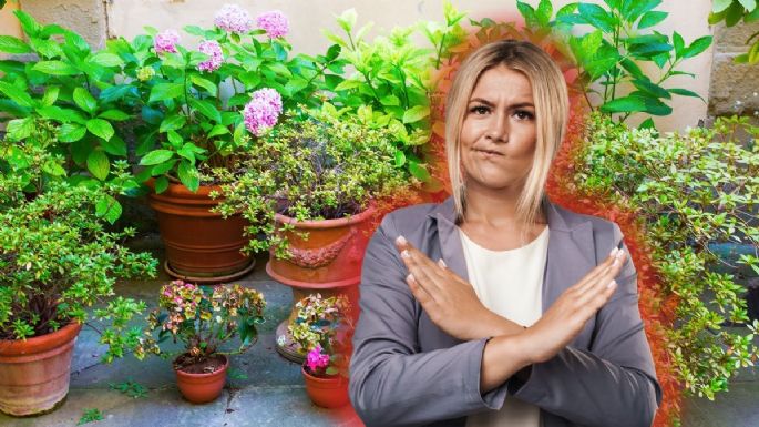 Las macetas en el piso no va más: este es el nuevo sistema para ordenar tu jardín que es la última tendencia