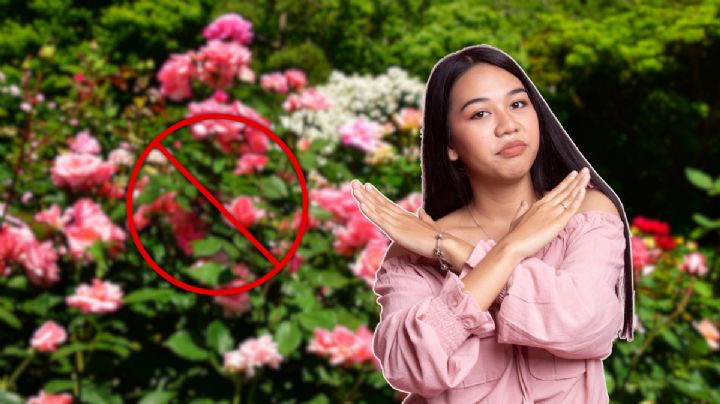 Las rosas no van más: esta es la planta ideal para retener el amor y atraer la buena suerte