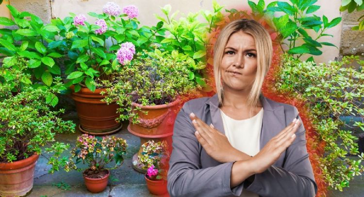 Las macetas en el piso no va más: este es el nuevo sistema para ordenar tu jardín que es la última tendencia