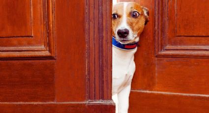 Qué quiere decir para expertos veterinarios que tu perro no quiera salir a pasear