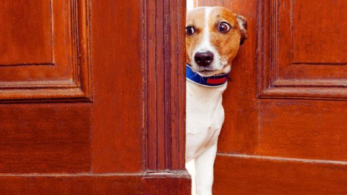 Qué quiere decir para expertos veterinarios que tu perro no quiera salir a pasear