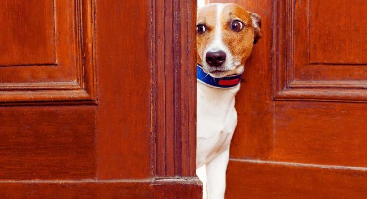 QuÃ© quiere decir para expertos veterinarios que tu perro no quiera salir a pasear