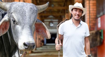 Toma asiento antes de conocer cuánto cuesta una vaca cebú en Colombia
