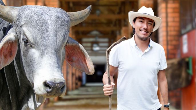 Toma asiento antes de conocer cuánto cuesta una vaca cebú en Colombia
