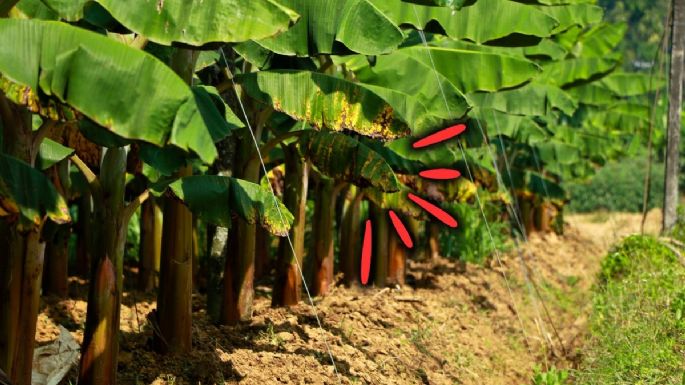 Ni mango ni limón: esta es la fruta que produce Colombia y podría desaparecer en el mundo