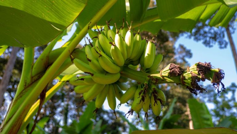 cultivo de banano