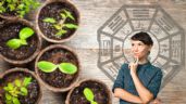 Foto ilustrativa de la nota titulada Estas son las 5 plantas que debes tener en casa porque atraen la prosperidad y la buena energía, según el Feng Shui