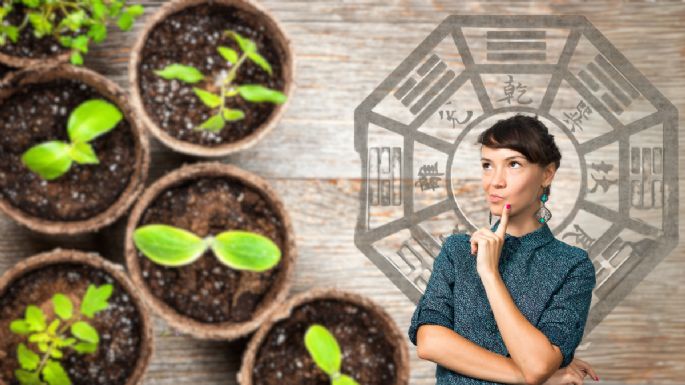 Estas son las 5 plantas que debes tener en casa porque atraen la prosperidad y la buena energía, según el Feng Shui