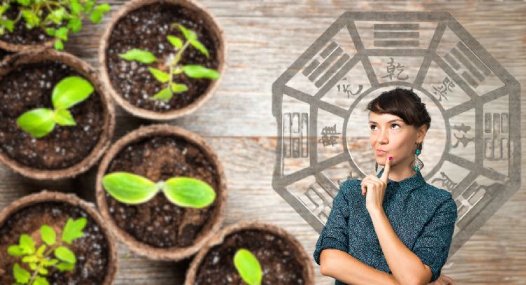 Estas son las 5 plantas que debes tener en casa porque atraen la prosperidad y la buena energía, según el Feng Shui