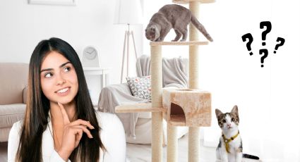 Qué quiere decir que una persona tenga muchos gatos en su casa, según la psicología