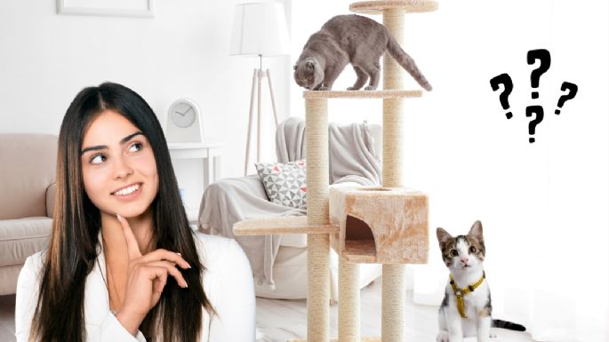 Qué quiere decir que una persona tenga muchos gatos en su casa, según la psicología