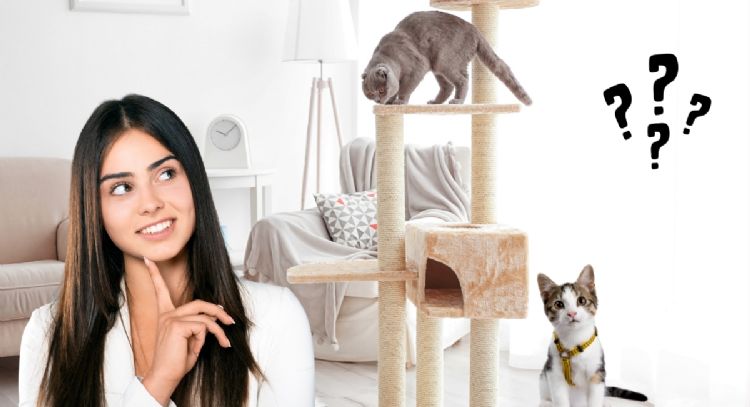 Qué quiere decir que una persona tenga muchos gatos en su casa, según la psicología
