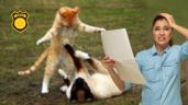 Foto ilustrativa de la nota titulada Toma asiento antes de conocer de cuánto es la millonaria multa por dejar a un gato suelto en un conjunto residencial